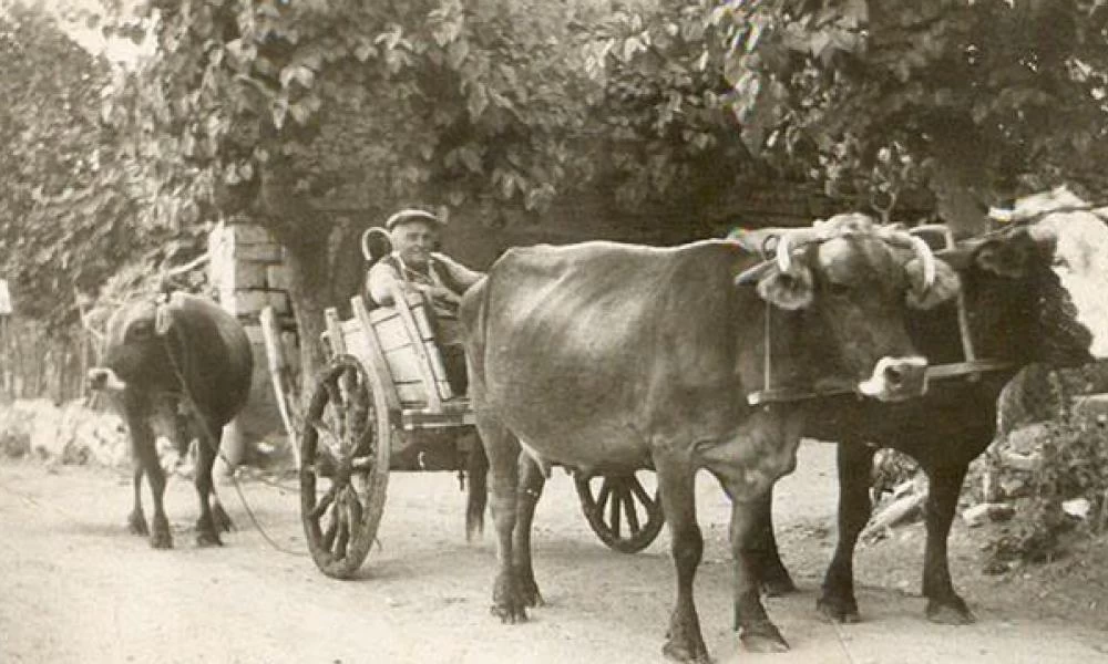 Σάββας Καλεντερίδης: Το κάρο μπροστά απ’ τα βόδια